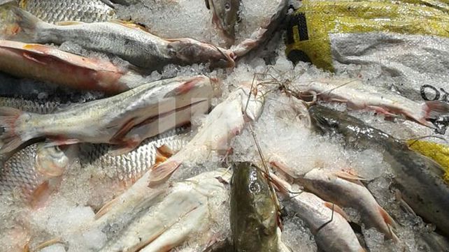 Secuestraron 1197 pescados depredados en Arroyo Leyes y en el paraje El Toro