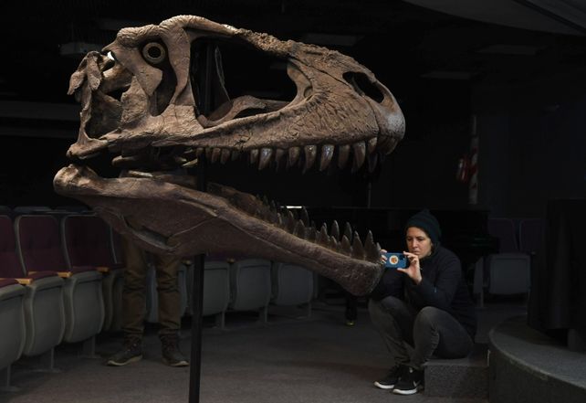Presentaron en Neuquén el esqueleto hallado de un gran devorador de dinosaurios