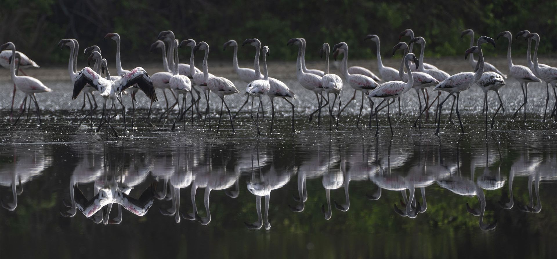 Flamencos en un arroyo en Navi Mumbai, India, el jueves 26 de mayo de 2022.