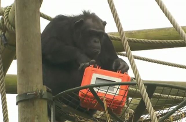 Estrenar&aacute;n la primera pel&iacute;cula filmada por chimpanc&eacute;s