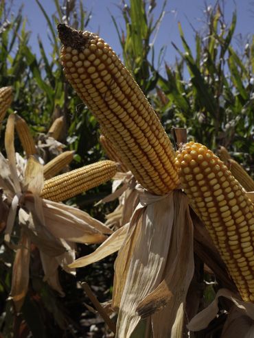 Guerras, clima y precios: los frentes abiertos en el campo