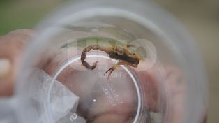 Verano: animales e insectos que ponen en riesgo la salud