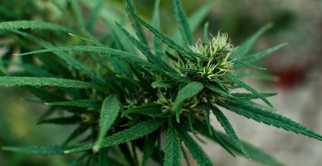 Microsoft entró en el negocio de la marihuana legal