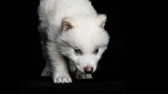 Científicos aseguran haber desextinguido lobos desaparecidos hace 10.000 años