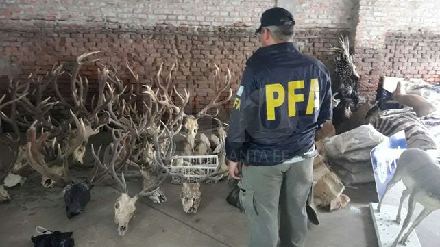 Secuestran 450 animales disecados y congelados en Santa Fe