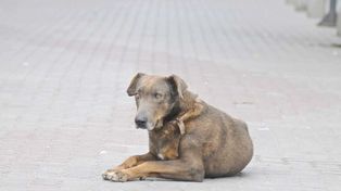 Crecen los casos de abandono de perros