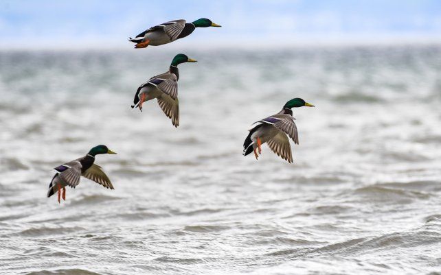 Cuatro patos reales vuelan sobre el lago de Constanza mientras la tormenta Klaus toca tierra en Alemania.