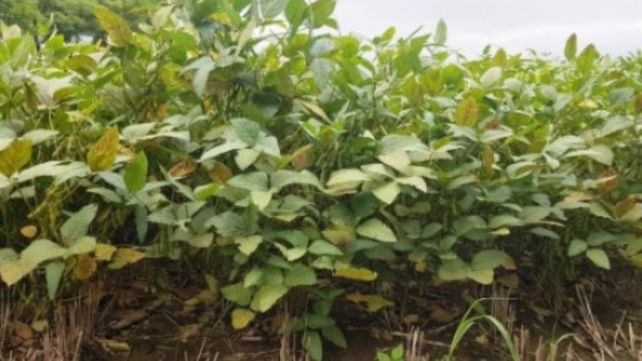 Lote con soja tardía en estados reproductivos