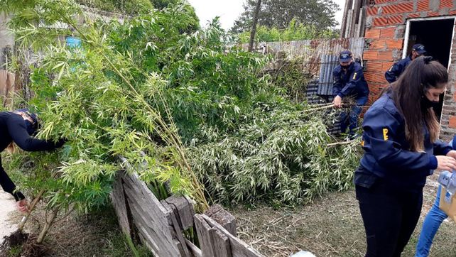 Paraná: encontraron plantas de marihuana de cuatro metros&nbsp;