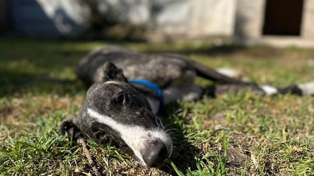 Ocho de los perros secuestrados son de raza galgo