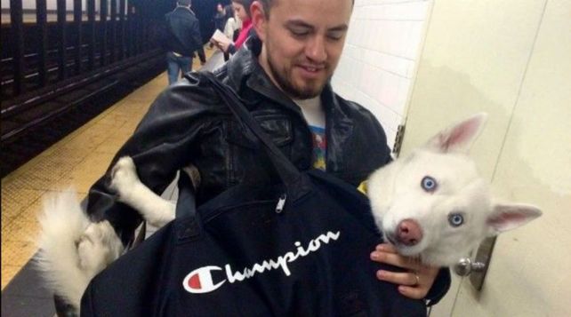 Como ser perro en Nueva York para viajar en subte y no morir en el intento