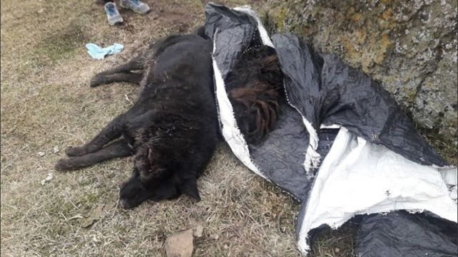 Hallan más de 60 perros muertos en la ciudad de Río Turbio