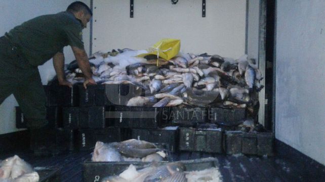 Depredación ictícola: secuestraron un camión con 4 toneladas y media de sábalos fuera de medida
