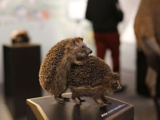 Un museo alemán exhibe animales teniendo sexo