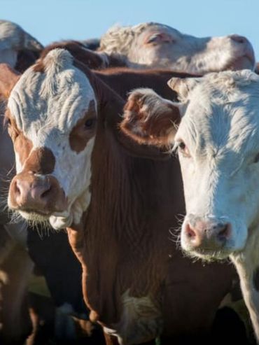 La ganadería perdió casi el 30% del precio que tenía la hacienda a pie