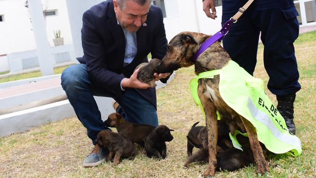 Los cachorros son hijos de Sakura -una Can Belga Malinois-