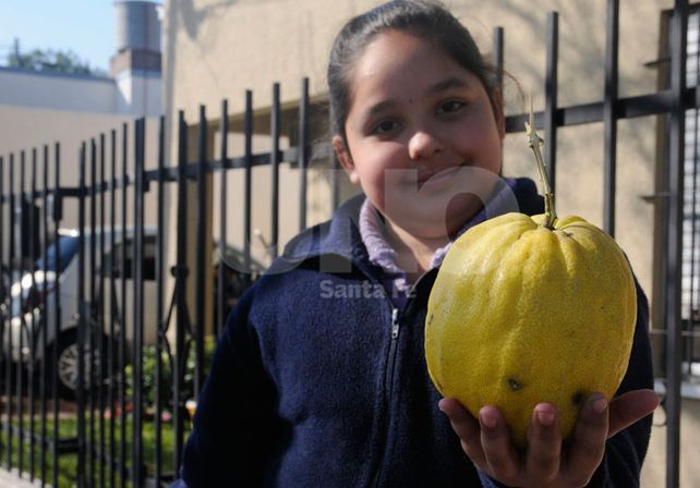 Milagro de la naturaleza: una santafesina encontró un limón gigante que pesa un kilo