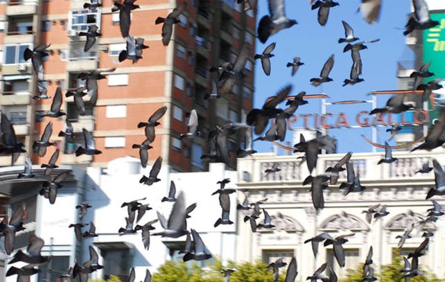 En los últimos tres años el crecimiento de la cantidad de palomas “es exponencial”. (Foto: S. Toriggino)