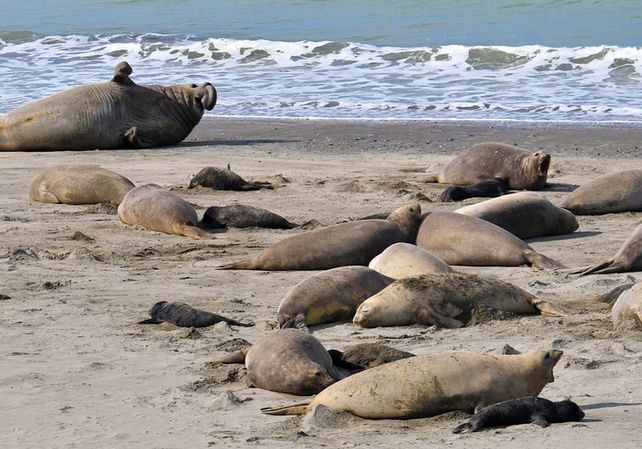 La gripe aviar inició una gran matanza de la fauna marina Sudamericana