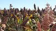 La superficie de sorgo cae 29%, aunque la producción resiste gracias a mejores rindes