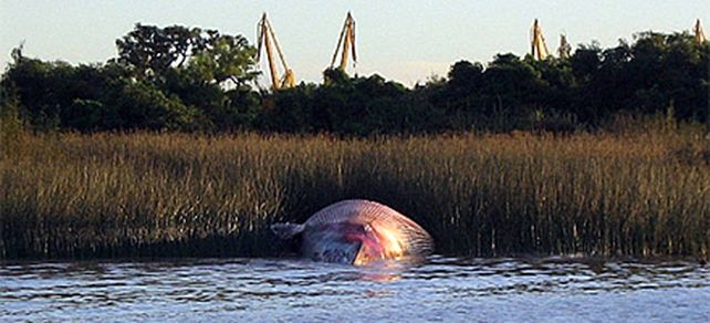 Una ballena de 14 metros de largo apareci&oacute; muerta en las costas de Ensenada