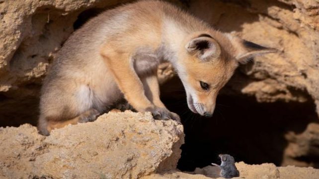 Las divertidas imágenes  del Comedy Wildlife Photography Awards 2020
