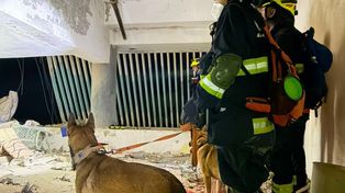 Con escáneres, sensores y perros rescatistas: así fue el primer operativo de la brigada santafesina en la zona del desastre en Venezuela