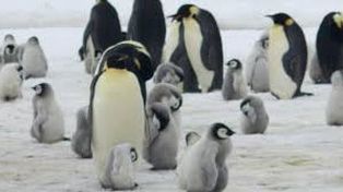 La catástrofe del pingüino emperador: murieron miles de crías en la Antártida