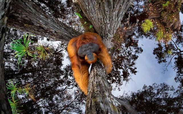 El gran premio de World Nature Photographer of the Year fue para Thomas Vijayan (Canadá) por la imagen de un orangután de Borneo