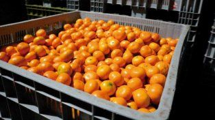 Pérdidas del 40% al 50% en mandarinas marcan la campaña citrícola 2025.