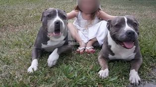 Conflicto en un country: lo intimaron a que retire sus dos pitbull