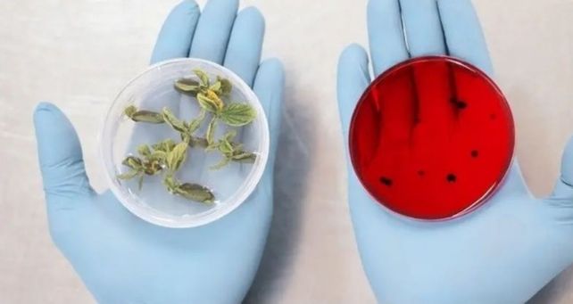 Moolec Science quiere ganar mercado en EEUU con sus productos en base a cártamo