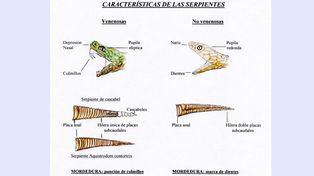 Creció la demanda de antídotos ante mordeduras de yararás
