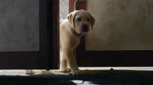 La tierna amistad entre un cachorro y un caballo logra millones de visitas en Youtube