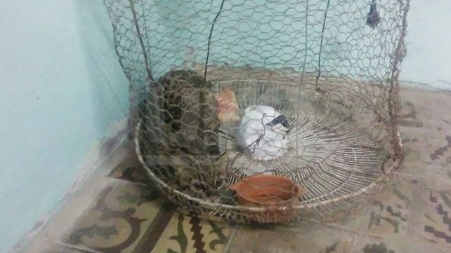 Rescataron un gato montés encerrado en el patio de una vivienda santafesina