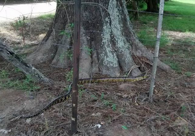 La crecida del río sigue trayendo algo más que camalotes