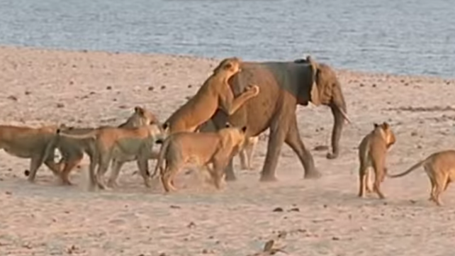 Un elefante bebé se defiende del ataque violento de una manada de leones  hambrientos