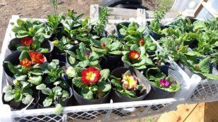 Vecinos de San Agustín podrán llevar plásticos, cartones, vidrios y tapitas para canjear por plantines y semillas para huertas