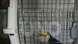 Rescataron al tucán de barrio Guadalupe
