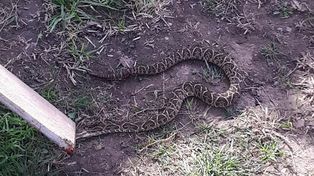 Los ladridos de un perro salvaron a una nena de ser picada por una yarará