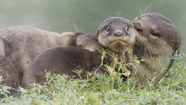 Las divertidas imágenes  del Comedy Wildlife Photography Awards 2020
