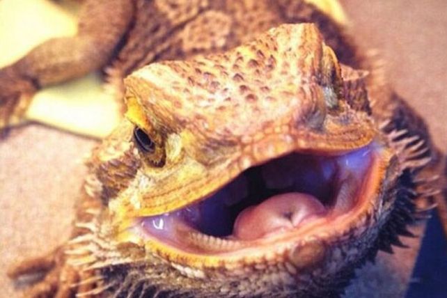 Fotos selfies de los animalitos más divertidos