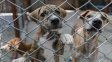 Santa Fe endurece penas por maltrato animal y regula su traslado en vehículos