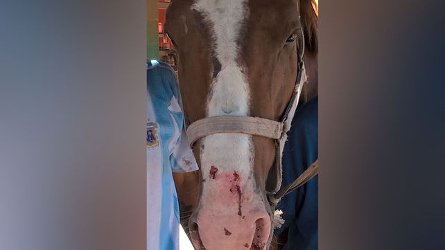 Un caballo resultó herido en un accidente de tránsito