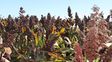 Menos sorgo en Estados Unidos y Australia abre una oportunidad para la producción argentina