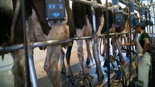 El FODA lechero: costos, exportaciones, políticas e intervención