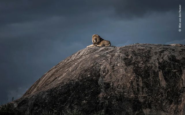 Vida silvestre 2020, lo mejor en imágenes