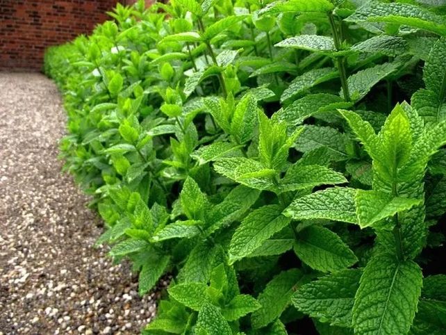 Las plantas de peperina corren riesgo de extinción