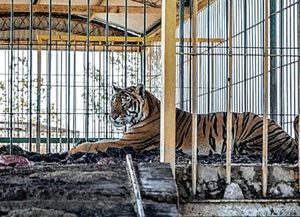 Cuatro tigres abandonados en un vagón en San Luis serán trasladados a Sudáfrica