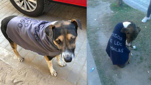 Un poncho para un callejerito, una campaña para abrigar a  los perros de la calle